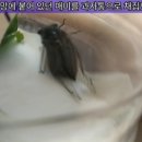 여름곤충 탐구생활 이미지