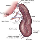 서동 동물메디컬센터 이미지