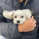 러비도기 | 목동동 반려견미용실, 러비도기