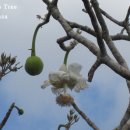 바오밥나무기타 이미지