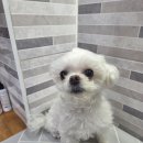 김포24시 힐 동물의료센터 | 김포24시힐동물의료센터 애견미용실,장기동애견미용,운양동애견미용,김포동물병원애견미용실