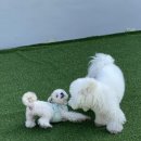 뭉티의 하루 이미지