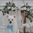 뭉치, 그루밍 이미지