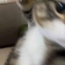 와이지바이오코리아 이미지