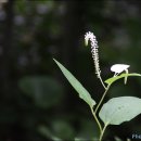 들꽃세상 이미지