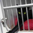 pet for you 이미지