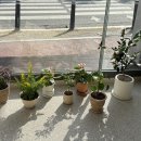 수지플라워 이미지