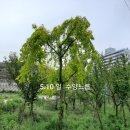일 농장 Daum카페
