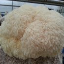 노루농장 이미지