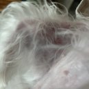 폴리파크 동탄호수공원점 | 강아지 농피증 치료(병원비공유), 샴푸 컨디셔너 구매