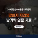 강아지 지간염 발가락 염증 반복, 치료 후기