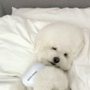 펫퍼블릭