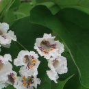 오동족보 이미지