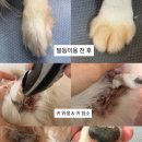 멍즈니랜드 네이버블로그
