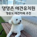 댕댕존 이미지