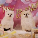 전주애견유치원 고마워복실아 이미지