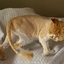 야옹아놀자 마곡점 이미지