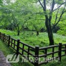 해안동 왕벚나무 이미지