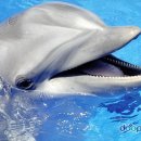 돌고래 이미지