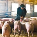 돼지농장 이미지