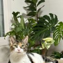 뱃살야옹 이미지