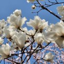 꽃피는언덕 이미지