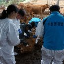 이동가축병원 이미지