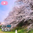 학장천공영주차장(학장동 254-3) | 부산 숨은 벚꽃 명소, 학장천 벚꽃길