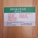 털이묘 포트묘 ᆢ에메랄드그린 골든스마그라 문그로우 블루애로우 묘목 이미지