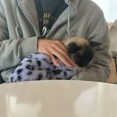 나도 고양이 생겼다 | 강일동 냥냥하우스 하남인근 고양이카페 4번째 방문후기
