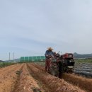 강화도 꿀고구마&amp;속노랑고구마 판매합니다!!! 이미지