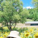 태백해바라기축제 미녀4인방 이미지