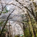 남산 벚꽃 이미지