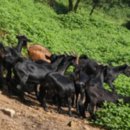 백봉춘천농장 이미지