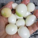 박하지게 간장게장 담기 이미지