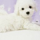 몽글몽글 이미지