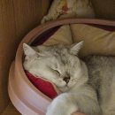 라이브펫 | 고양이 간식 추천 폭스펫 육즙가닭 내돈내산 기호성 후기