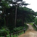 소나무숲 이미지