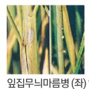 초보농사일기 (보도블럭공사)20.8.8일 이미지