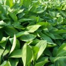 삼포농장 이미지