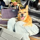 홀리독풀빌라 이미지