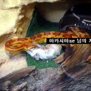 (부산&서울(강남)) 콘스네이크 성체 분양(먹이 영상&사진 있습니다.) 이미지