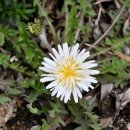 하얀민들레 이미지