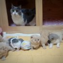 익산원펫 이미지