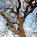 하유일기 이미지