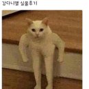 퓨 Daum카페