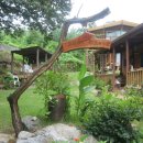 나무향기 차향기 이미지