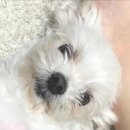 준펫살롱 이미지