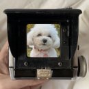 루이비숑 | [비숑 성장기] 6개월 강아지 루이의 변화 &amp; 합사 후기 총정리 | 6개월 비숑 성장기