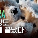 이제 끝났습니다. 현실과 구분되지 않는 AI가 만든 영상 SORA 이미지